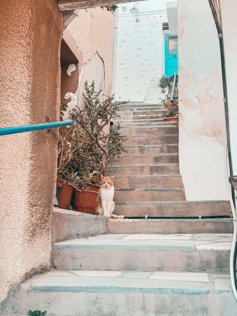 Cat on the stairs