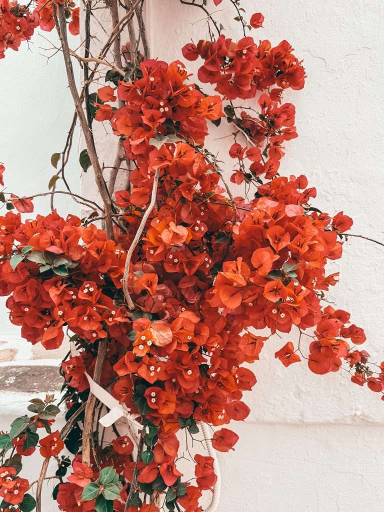 Flowers Paros