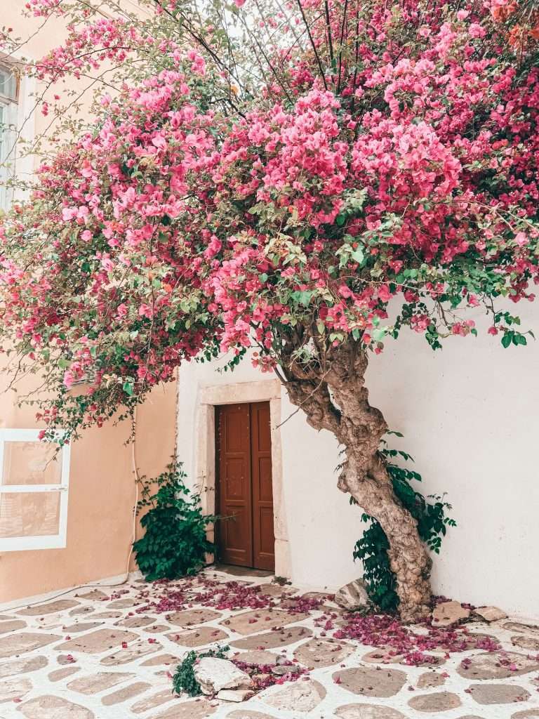 Flowers in the street of Paros