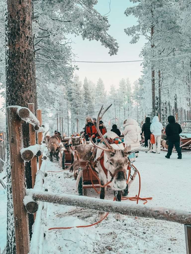 Tromso Arctic Reindeer