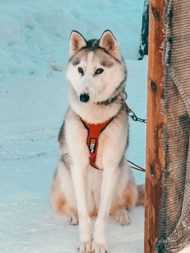 Husky