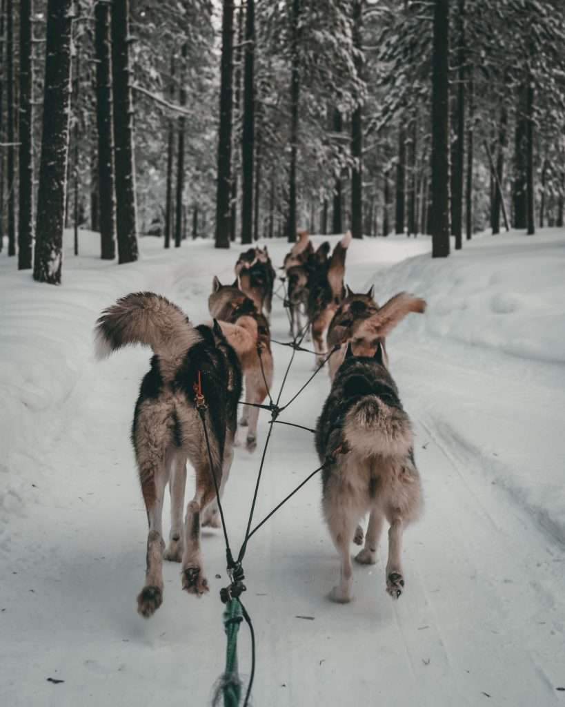 Dog Sleeding