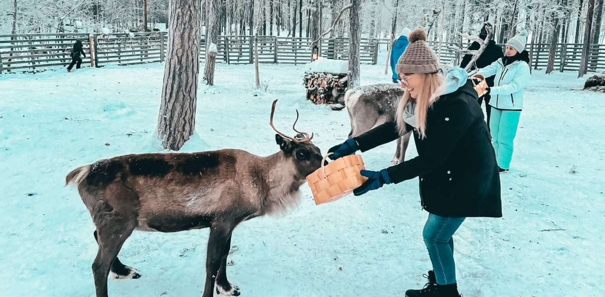 Feeding Reindeer Angeli Farm Inari Lake