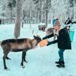 Feeding Reindeer Angeli Farm Inari Lake