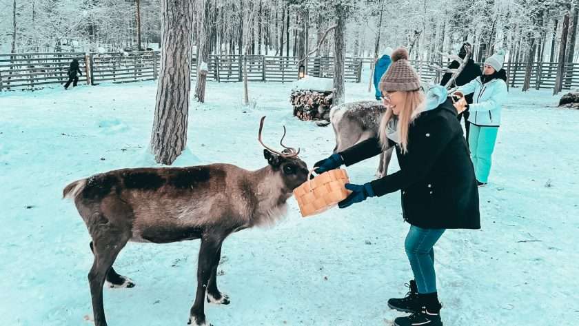 Feeding Reindeer Angeli Farm Inari Lake