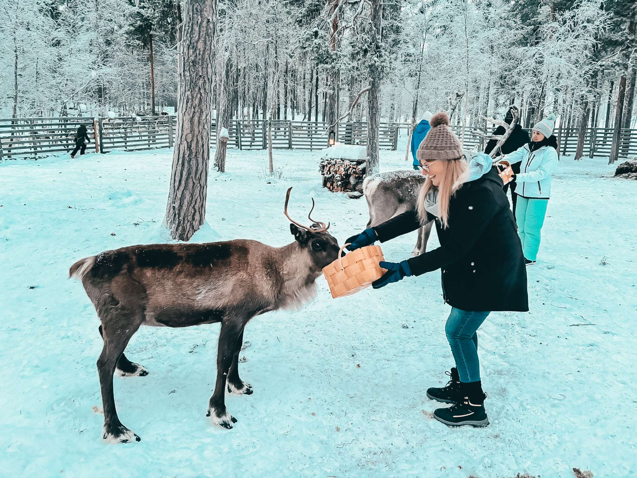 Feeding Reindeer Angeli Farm Inari Lake