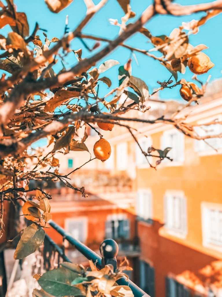 lemons on tree at Hotel Ponte Sisto, Rome